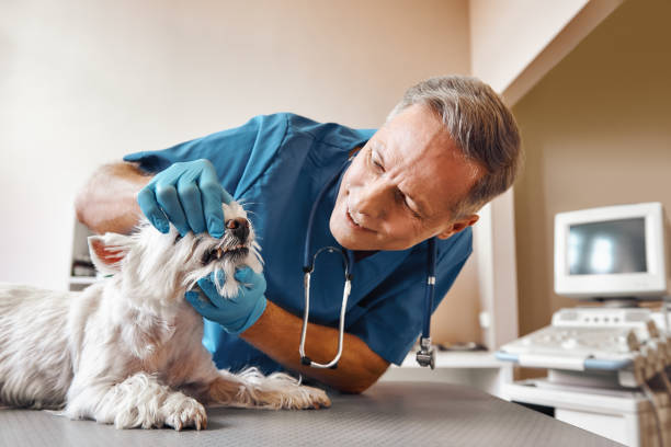 Best Same-Day Emergency Dentist in Oak Forest, IL